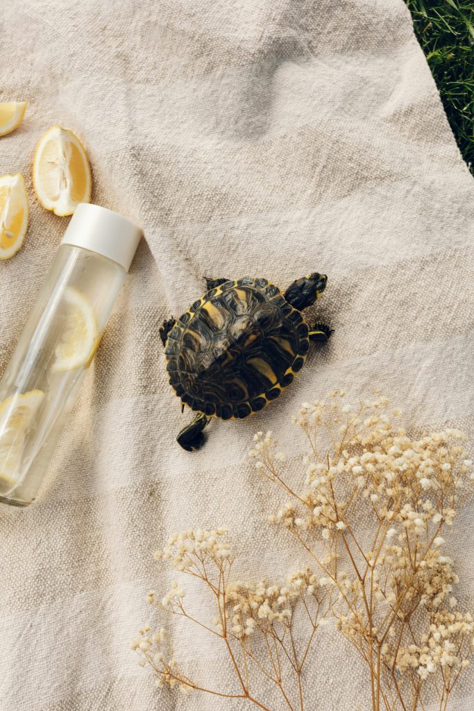 glass bottle of water with lemon and a turtle. Eco-friendly tips