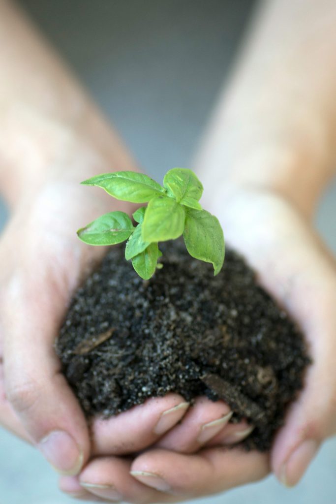 small plant growing in hands representing nurturing and personal growth goals
