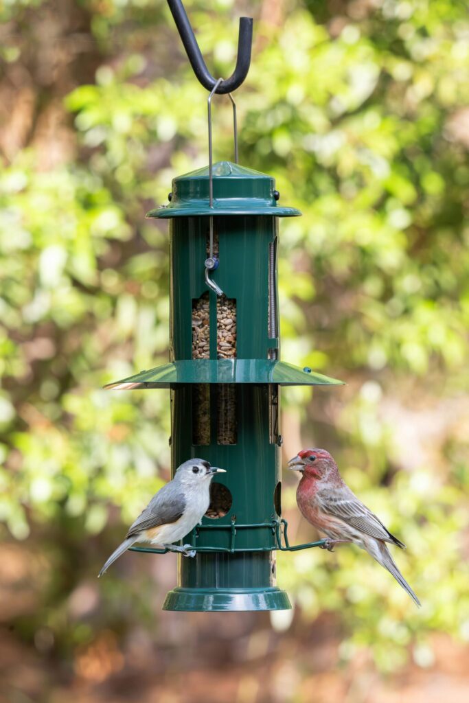 Birds visiting a backyard feeder during spring activities for midlife women