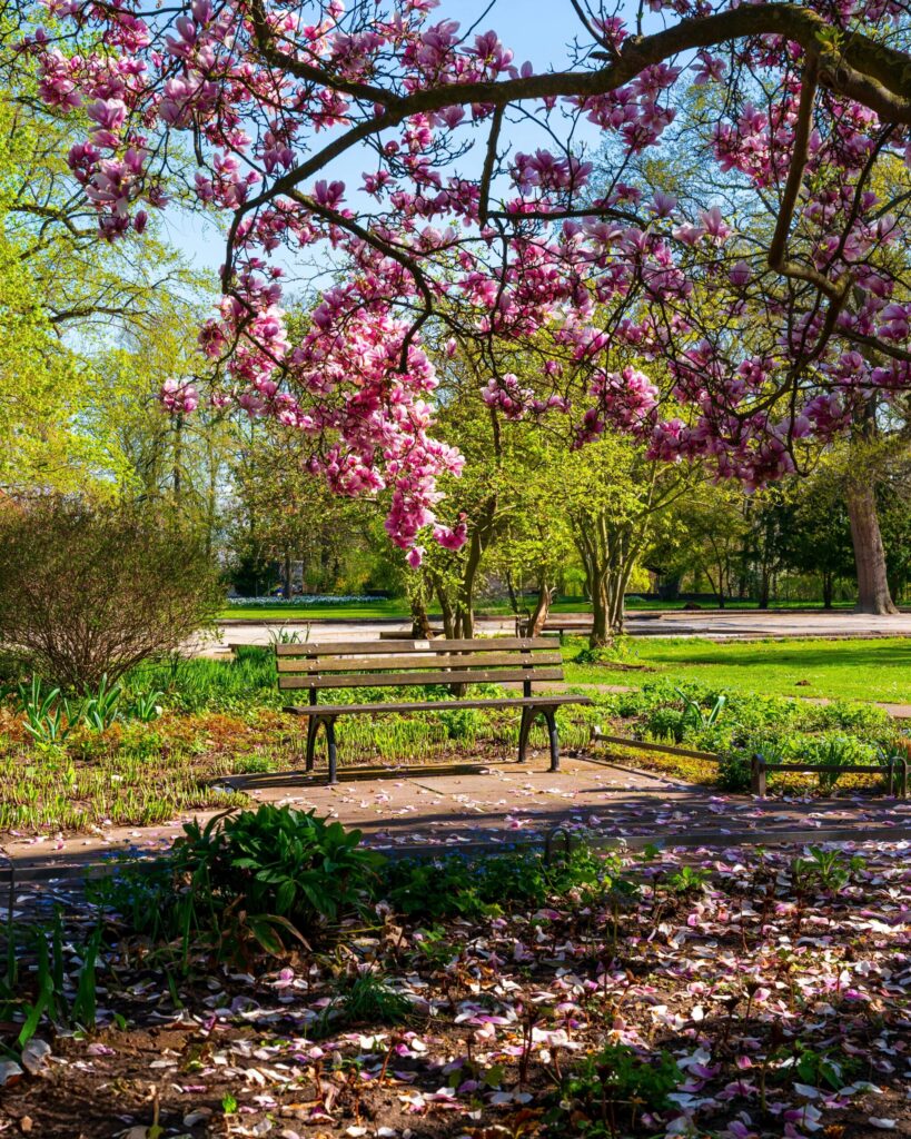 park bench surrounding by spring florals