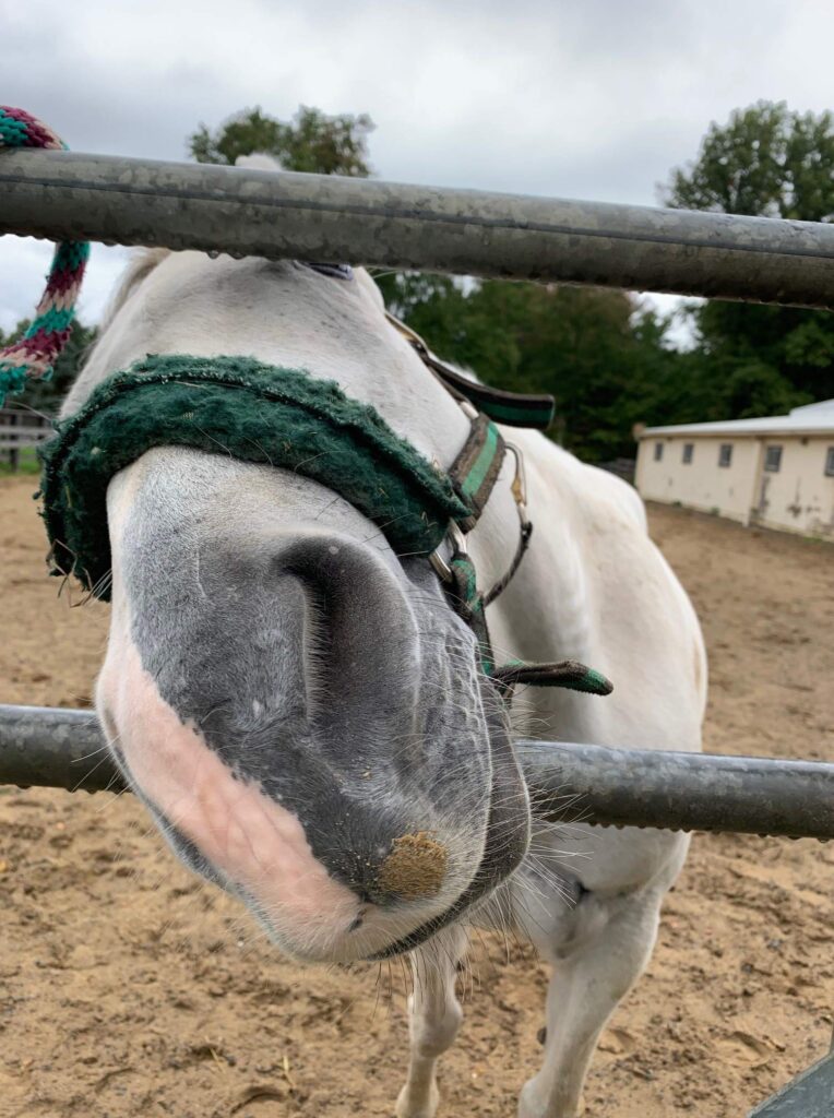 Horseback riding is a fun spring activity