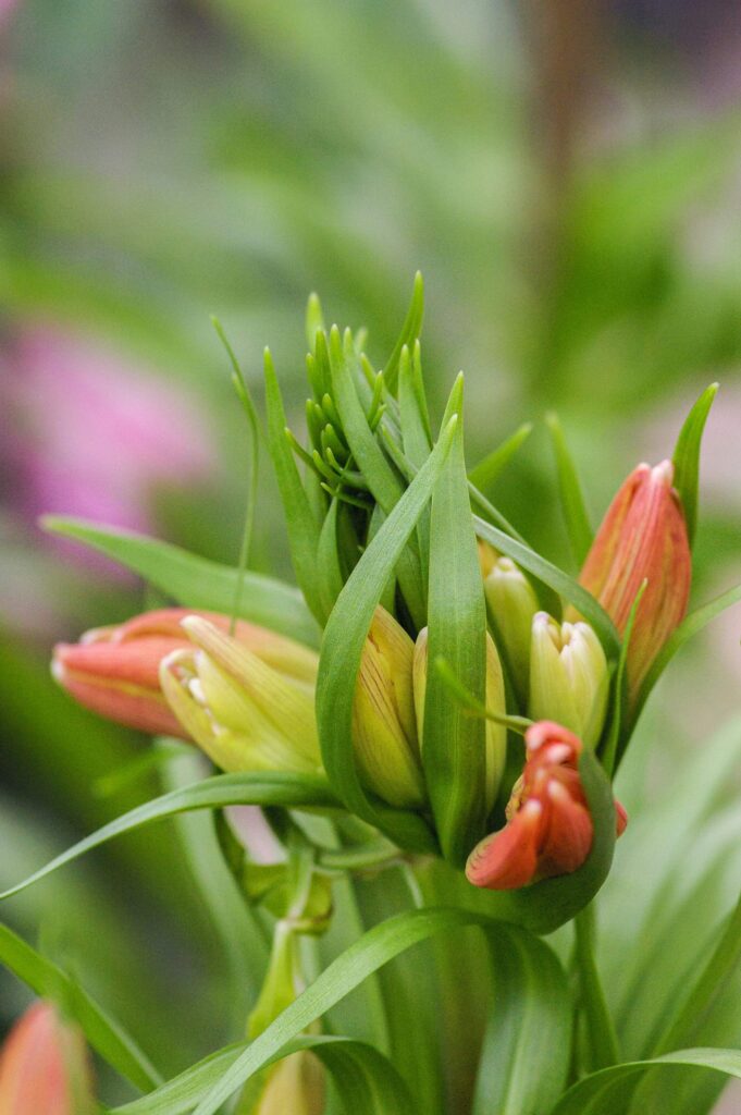 inspirational spring quotes for mindset growth and renewal