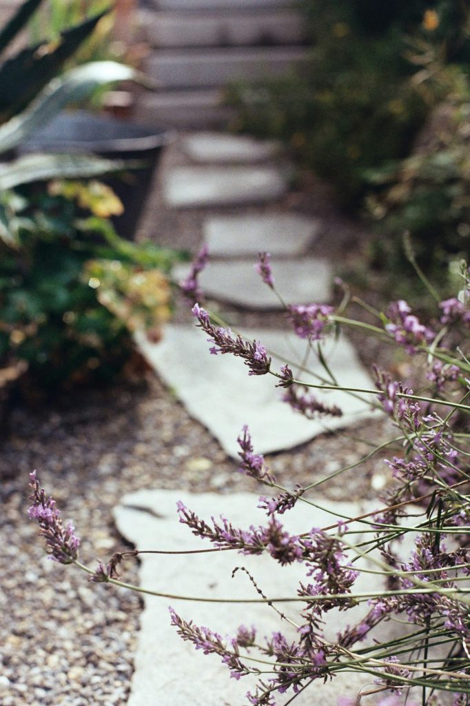 path symbolizing growth and moving forward through healthy habits