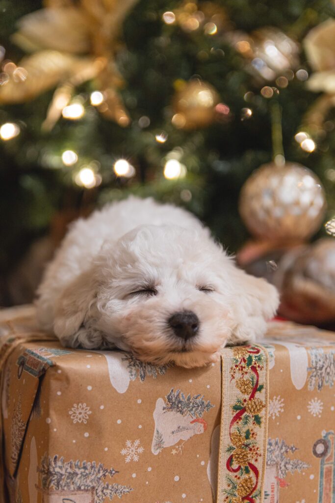dog laying on christmas gift