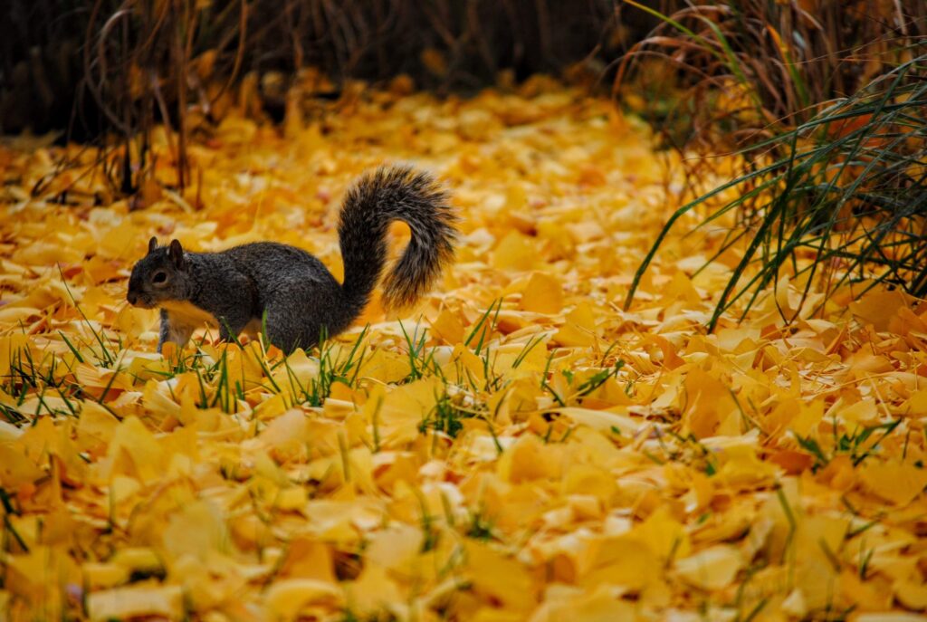 squirrel in leaves