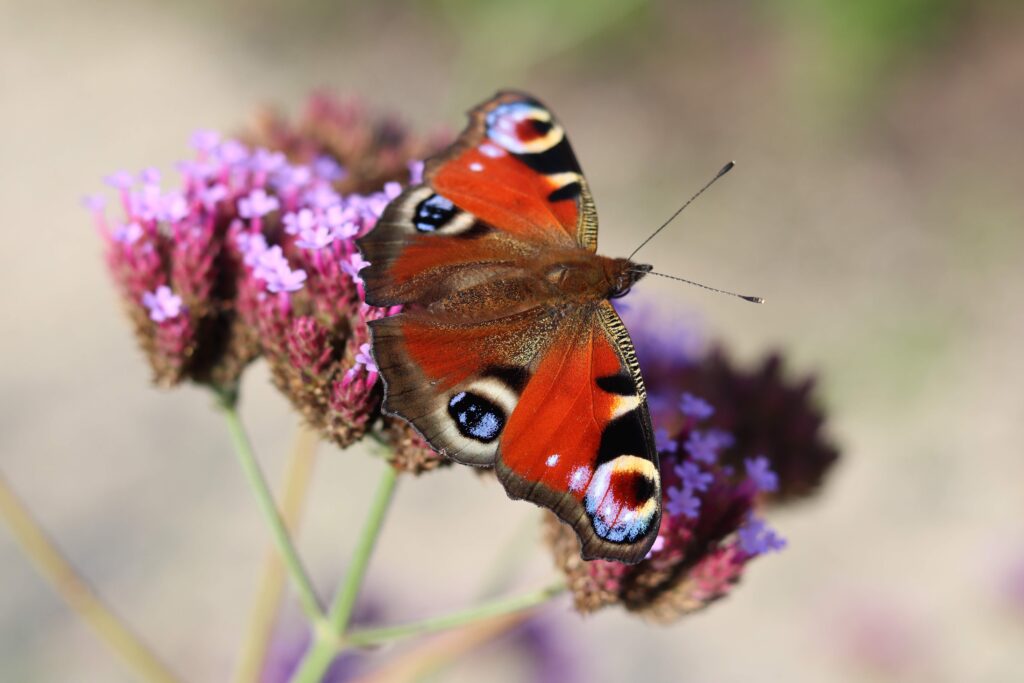 butterfly garden/ self-care ideas for mental health
