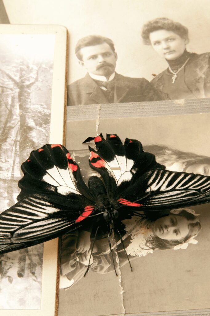 old photos with a butterfly